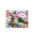 シルバー文鳥の銀ちゃん（個別スタンプ：9）