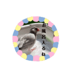 シルバー文鳥の銀ちゃん（個別スタンプ：10）