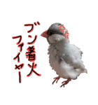 シルバー文鳥の銀ちゃん（個別スタンプ：11）