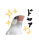 シルバー文鳥の銀ちゃん（個別スタンプ：15）