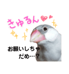 シルバー文鳥の銀ちゃん（個別スタンプ：16）