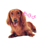 さぶろー（個別スタンプ：1）