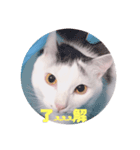 メロの会話（個別スタンプ：3）
