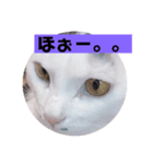 メロの会話（個別スタンプ：4）