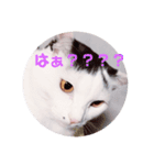 メロの会話（個別スタンプ：7）