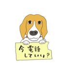 恵子さんのビーグル犬（個別スタンプ：11）