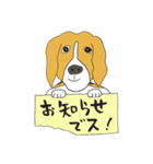 恵子さんのビーグル犬（個別スタンプ：16）