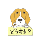 恵子さんのビーグル犬（個別スタンプ：17）