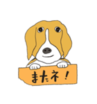 恵子さんのビーグル犬（個別スタンプ：23）