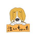 恵子さんのビーグル犬（個別スタンプ：24）