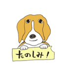 恵子さんのビーグル犬（個別スタンプ：32）