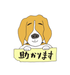 恵子さんのビーグル犬（個別スタンプ：33）