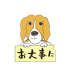 恵子さんのビーグル犬（個別スタンプ：35）
