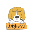 恵子さんのビーグル犬（個別スタンプ：36）