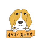 恵子さんのビーグル犬（個別スタンプ：38）