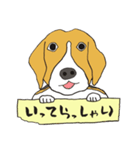 恵子さんのビーグル犬（個別スタンプ：39）