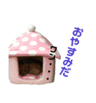 キロル＆イコロ（個別スタンプ：5）