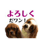 キロル＆イコロ（個別スタンプ：11）