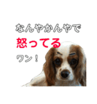 キロル＆イコロ（個別スタンプ：19）
