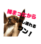 キロル＆イコロ（個別スタンプ：36）