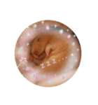 我が家のハムちゃんたち（個別スタンプ：5）
