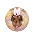 我が家のハムちゃんたち（個別スタンプ：6）