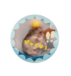 我が家のハムちゃんたち（個別スタンプ：19）