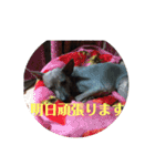 わんころりん( •̀ .̫ •́ )✧（個別スタンプ：14）