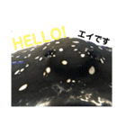 水族館のおともだち（個別スタンプ：13）