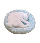 ココねこ（個別スタンプ：1）