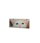 ココねこ（個別スタンプ：2）