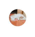ココねこ（個別スタンプ：3）
