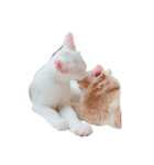 ココねこ（個別スタンプ：4）