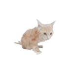 ココねこ（個別スタンプ：5）