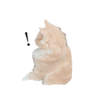 ココねこ（個別スタンプ：6）