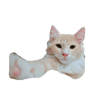 ココねこ（個別スタンプ：8）