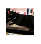 ねこねこ スタンプ（個別スタンプ：1）