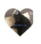 ねこねこ スタンプ（個別スタンプ：2）