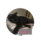 ねこねこ スタンプ（個別スタンプ：5）