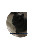 ねこねこ スタンプ（個別スタンプ：7）
