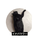 ねこねこ スタンプ（個別スタンプ：8）
