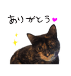 かわいいさび猫スタンプ（個別スタンプ：9）