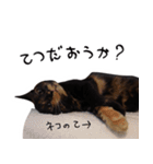 かわいいさび猫スタンプ（個別スタンプ：27）