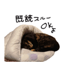 かわいいさび猫スタンプ（個別スタンプ：28）