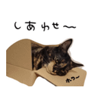 かわいいさび猫スタンプ（個別スタンプ：37）