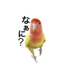 コザクラインコのキロちゃんその②（個別スタンプ：1）