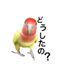 コザクラインコのキロちゃんその②（個別スタンプ：2）