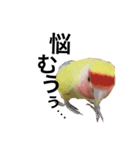 コザクラインコのキロちゃんその②（個別スタンプ：4）
