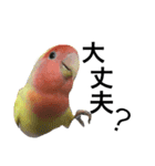 コザクラインコのキロちゃんその②（個別スタンプ：5）