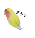 コザクラインコのキロちゃんその②（個別スタンプ：6）